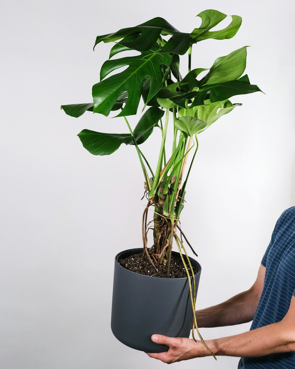 Persona sosteniendo planta verde en maceta negra