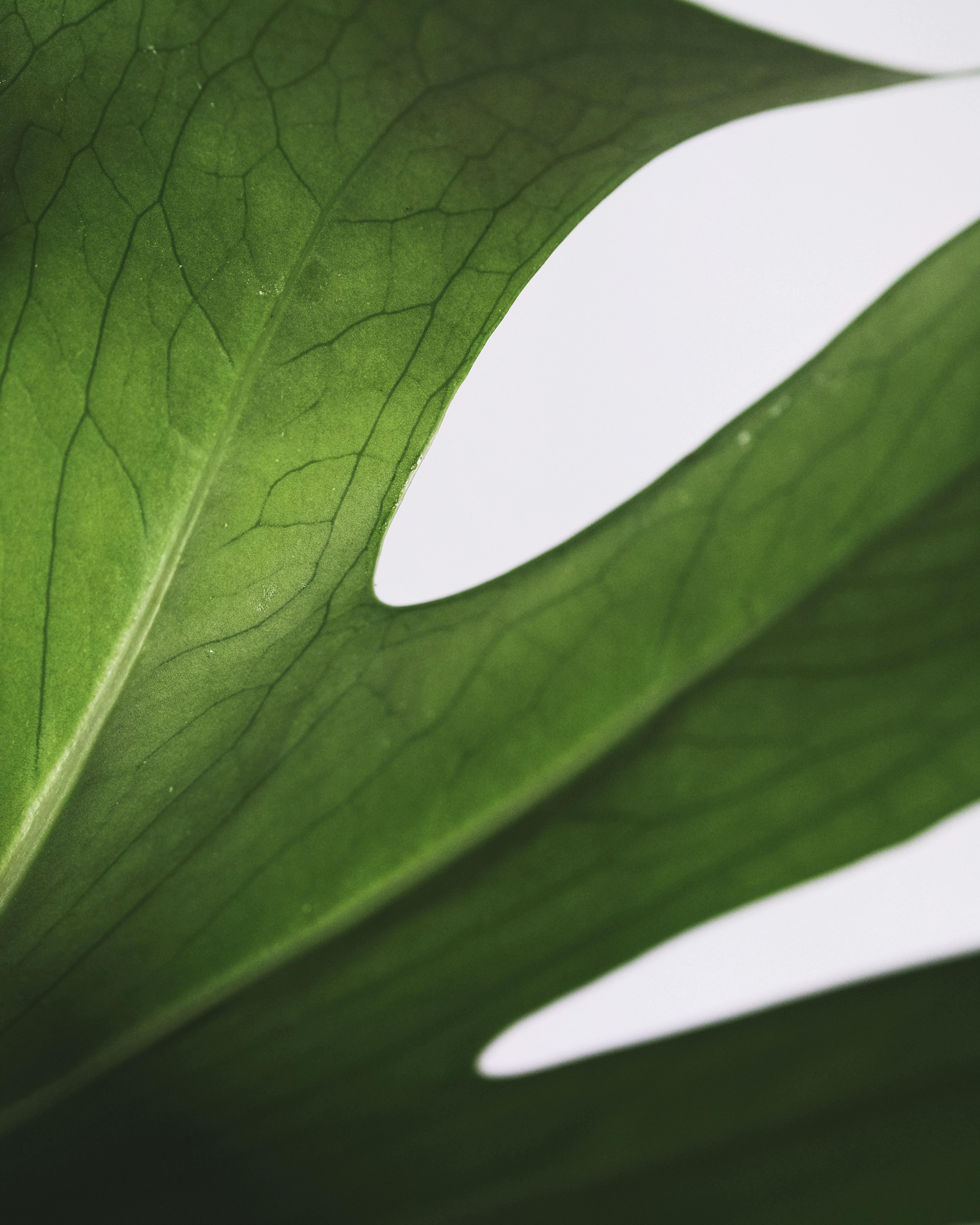 green leaf in close up photography