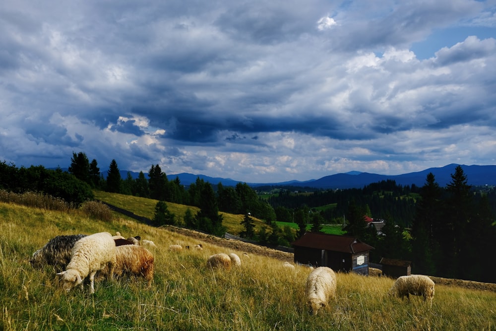 white sheep on green grass field under cloudy sky during daytime