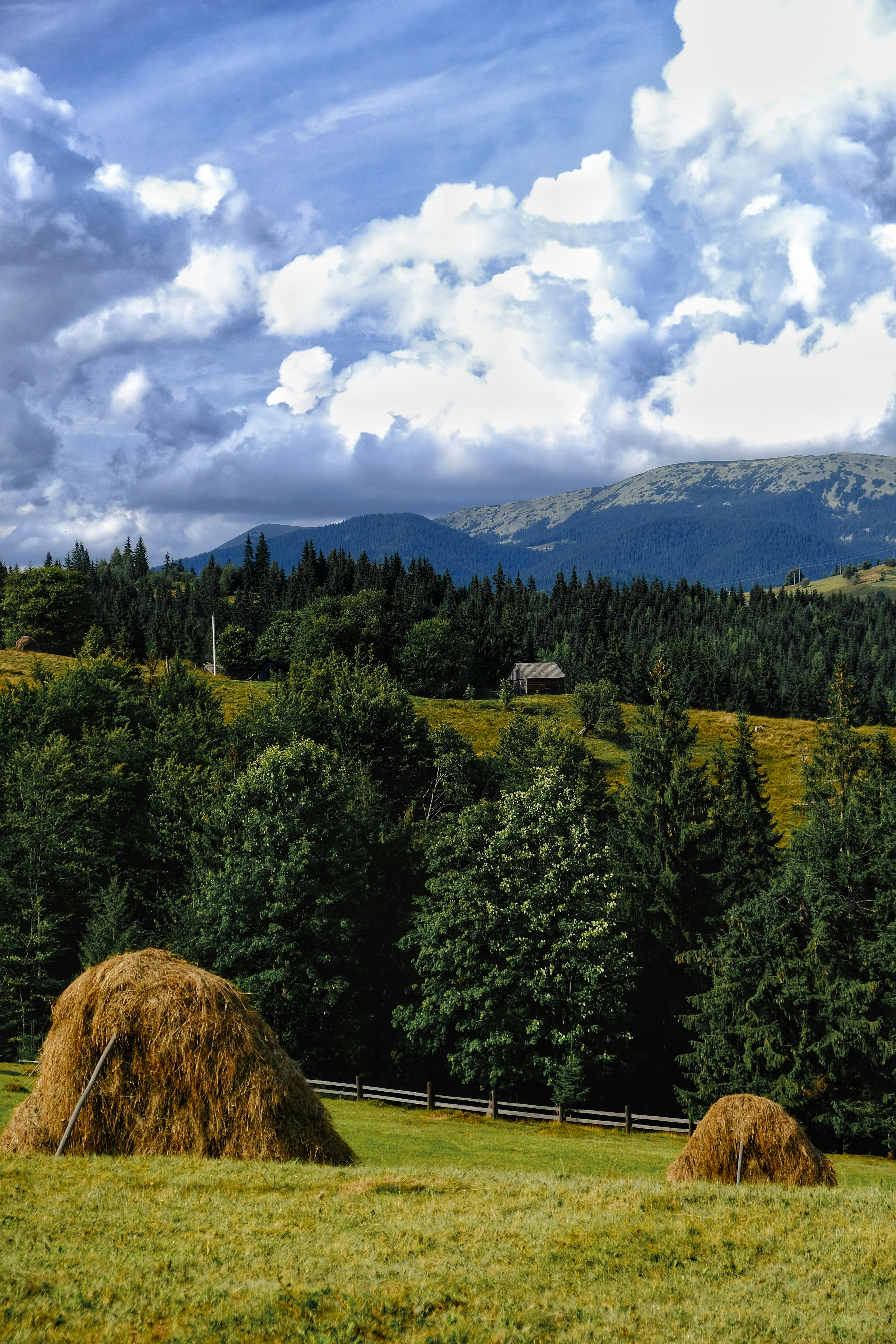 green trees under white clouds and blue sky during daytime
