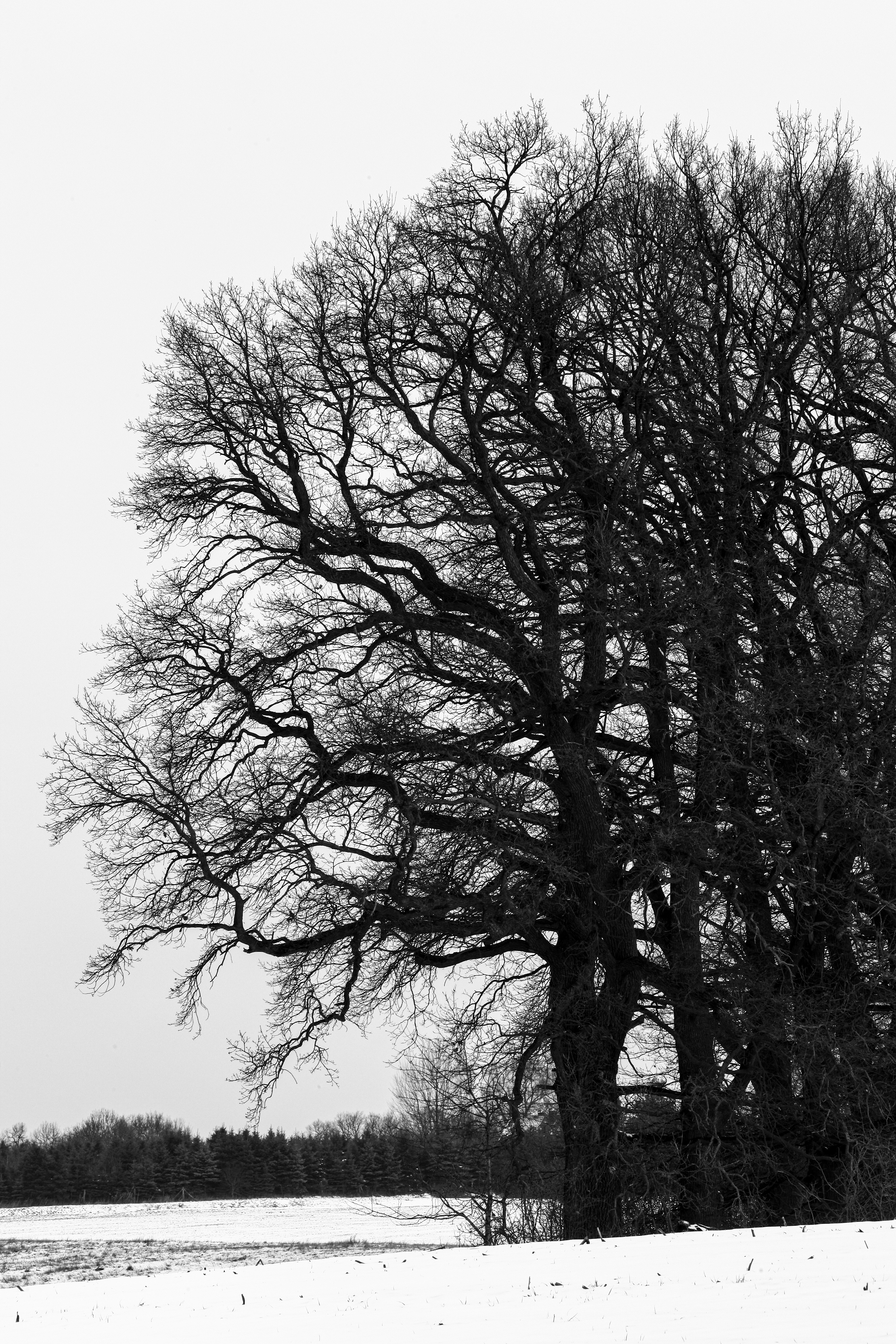 Photo by wilhelmgunkel