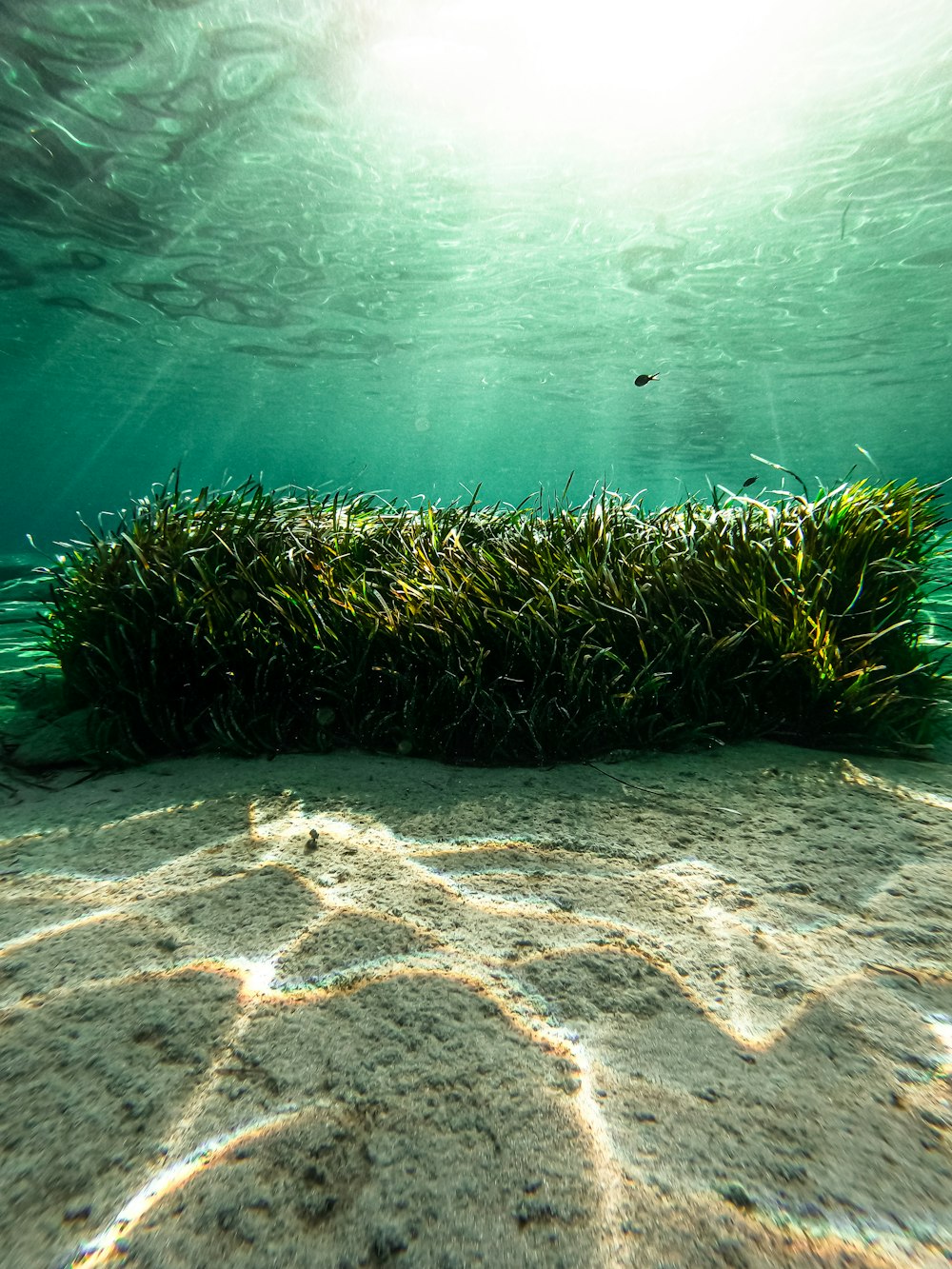 green cactus on white sand