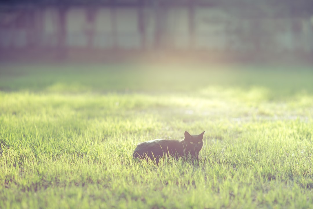 brown cat on green grass field during daytime