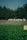 Public park with thick green grass and children playing happily on the lawn