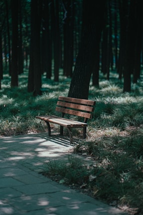 brown wooden bench on green grass field during daytime