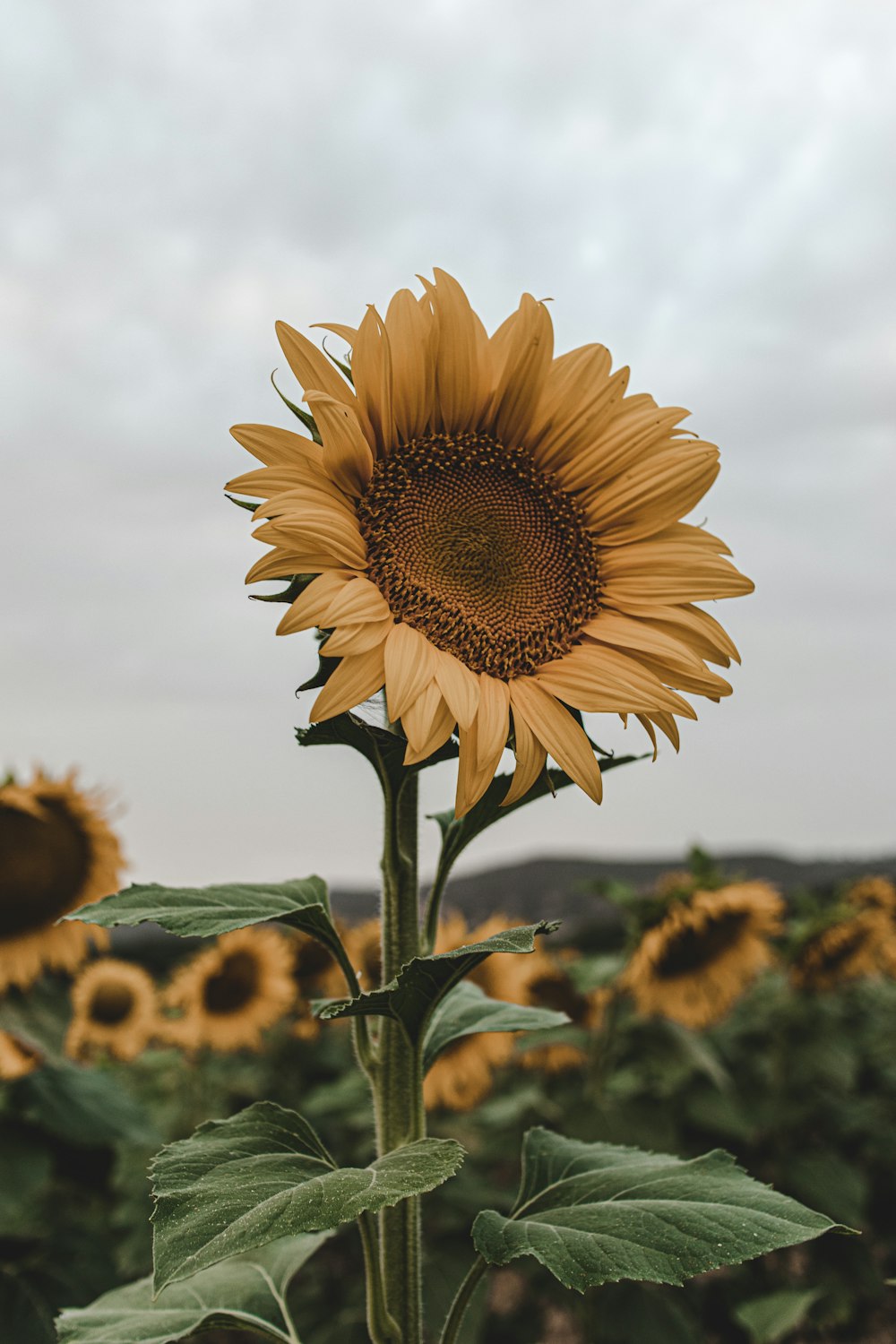 yellow sunflower in close up photography