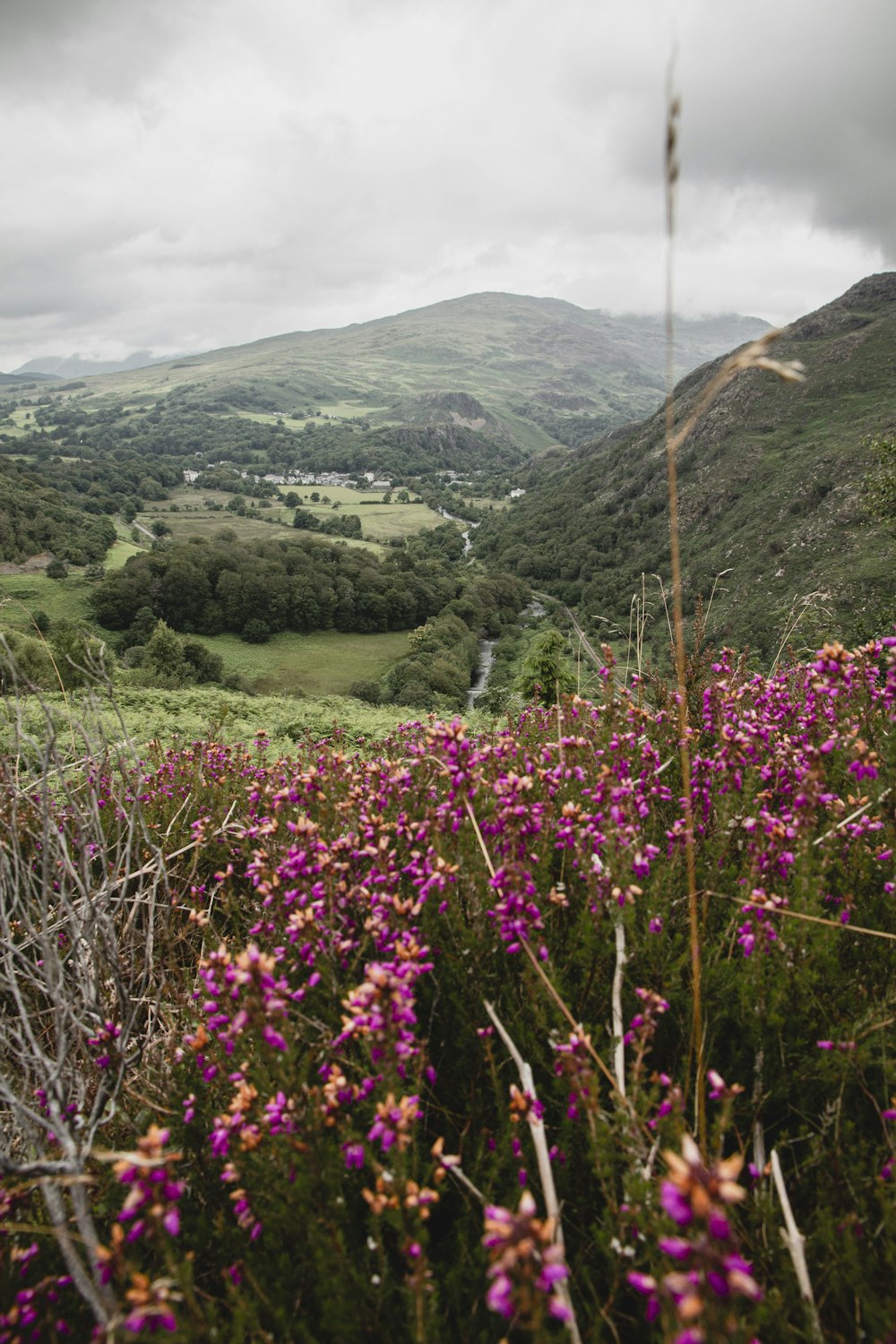 purple flowers on green grass field during daytime