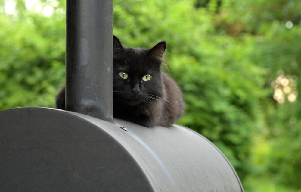 black cat on black metal fence during daytime