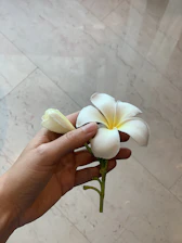 A close-up of hands gently holding a blooming plumeria flower.