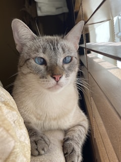 A sleek Siamese cat perched gracefully on a windowsill, sunlight highlighting its blue eyes