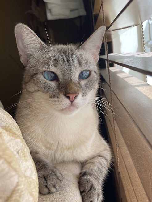 A sleek Siamese cat perched gracefully on a windowsill, sunlight highlighting its blue eyes