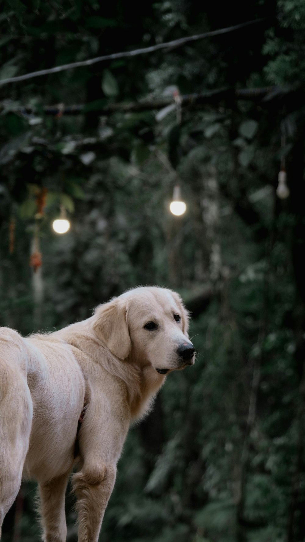 golden retriever dog on green grass field during daytime