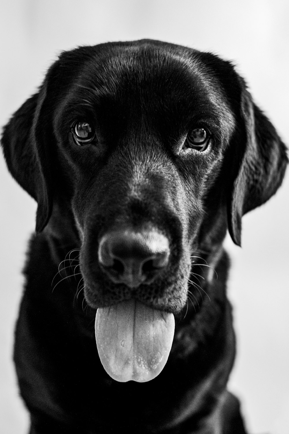 black labrador retriever with white collar