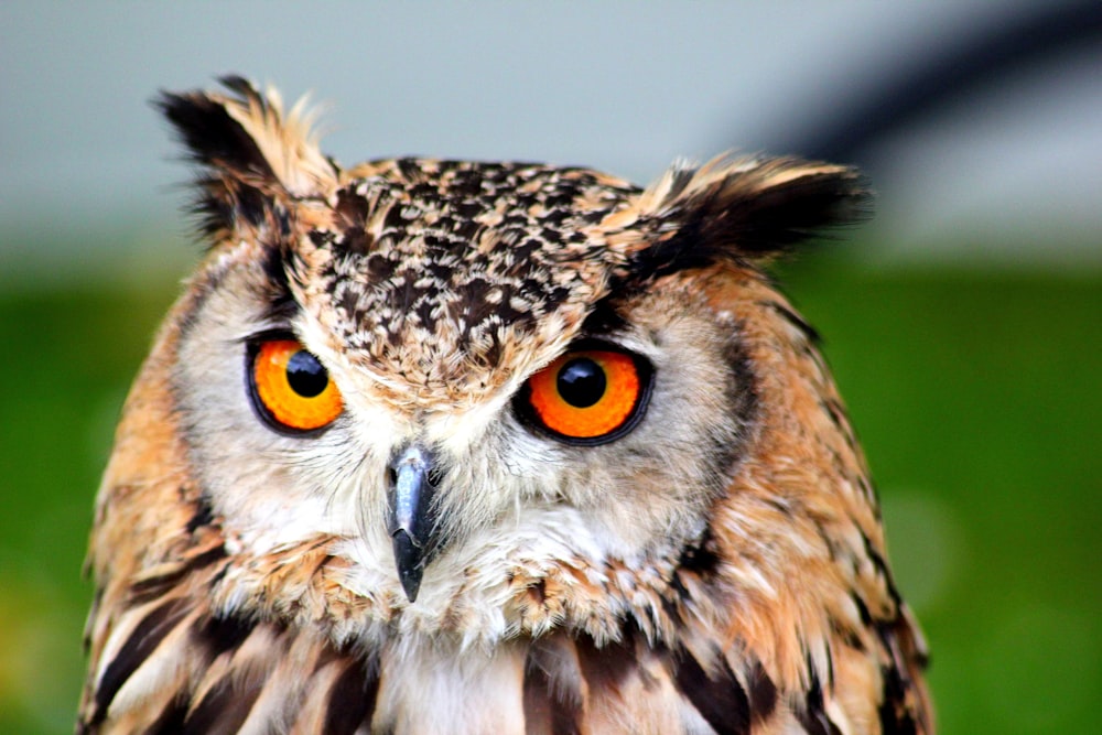 a close up of an owl with orange eyes