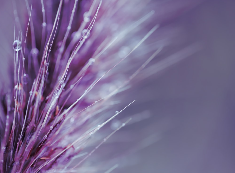 pink and white flower in close up photography