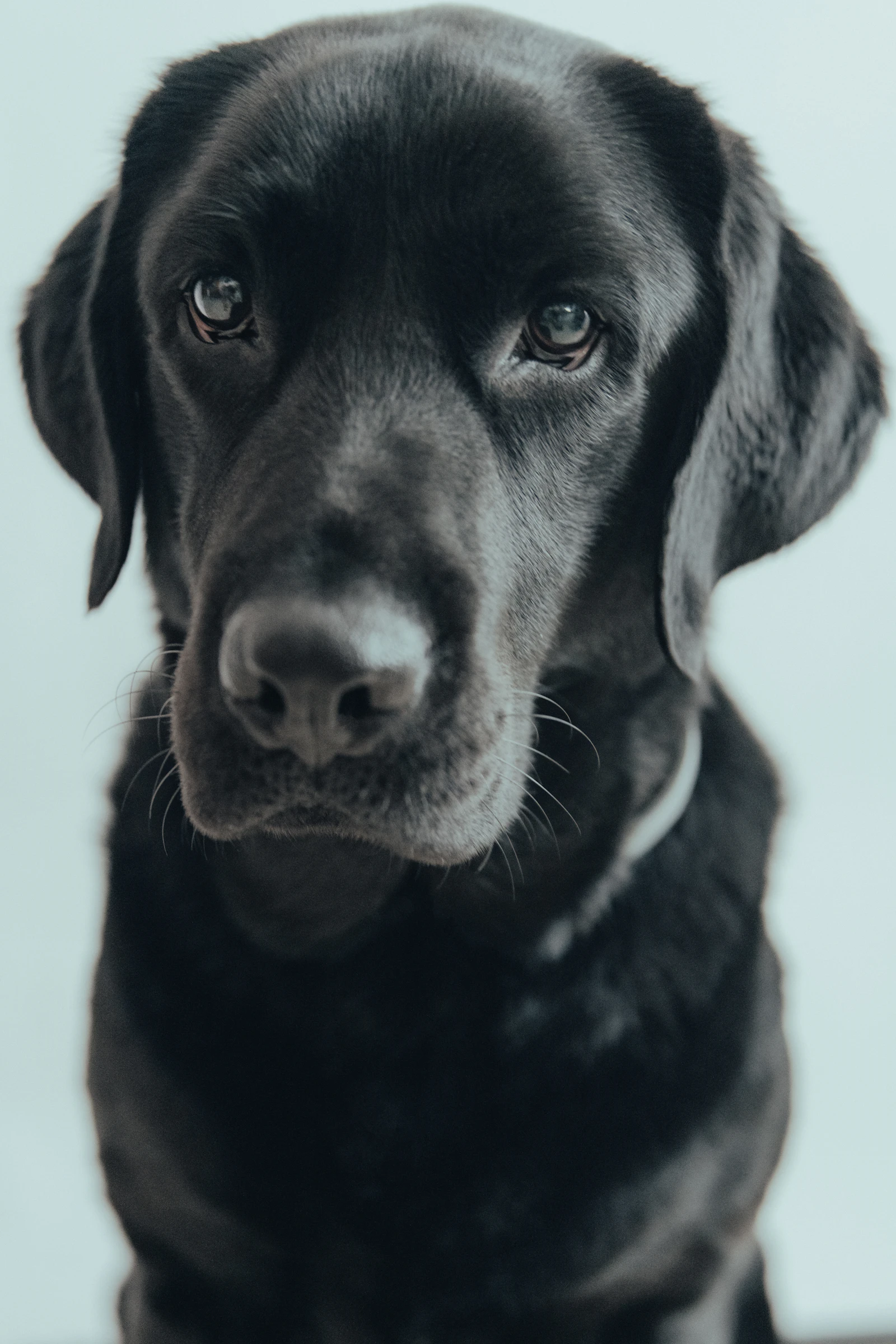 A close-up portrait of an attentive black Labrador retriever looking calmly toward the camera