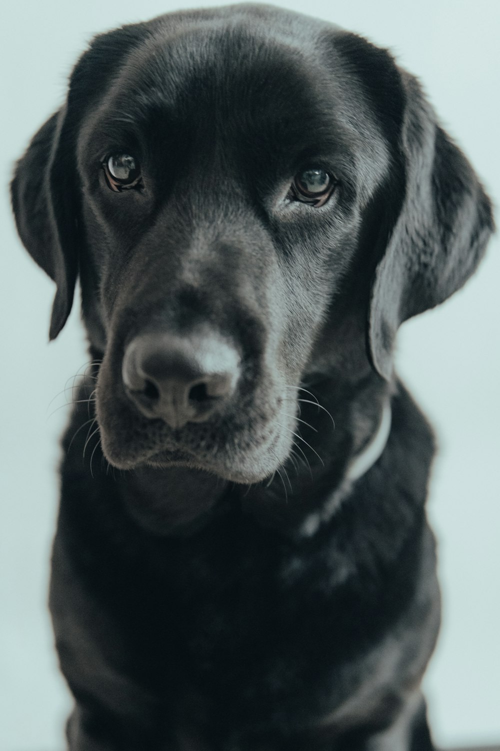 black labrador retriever in close up photography