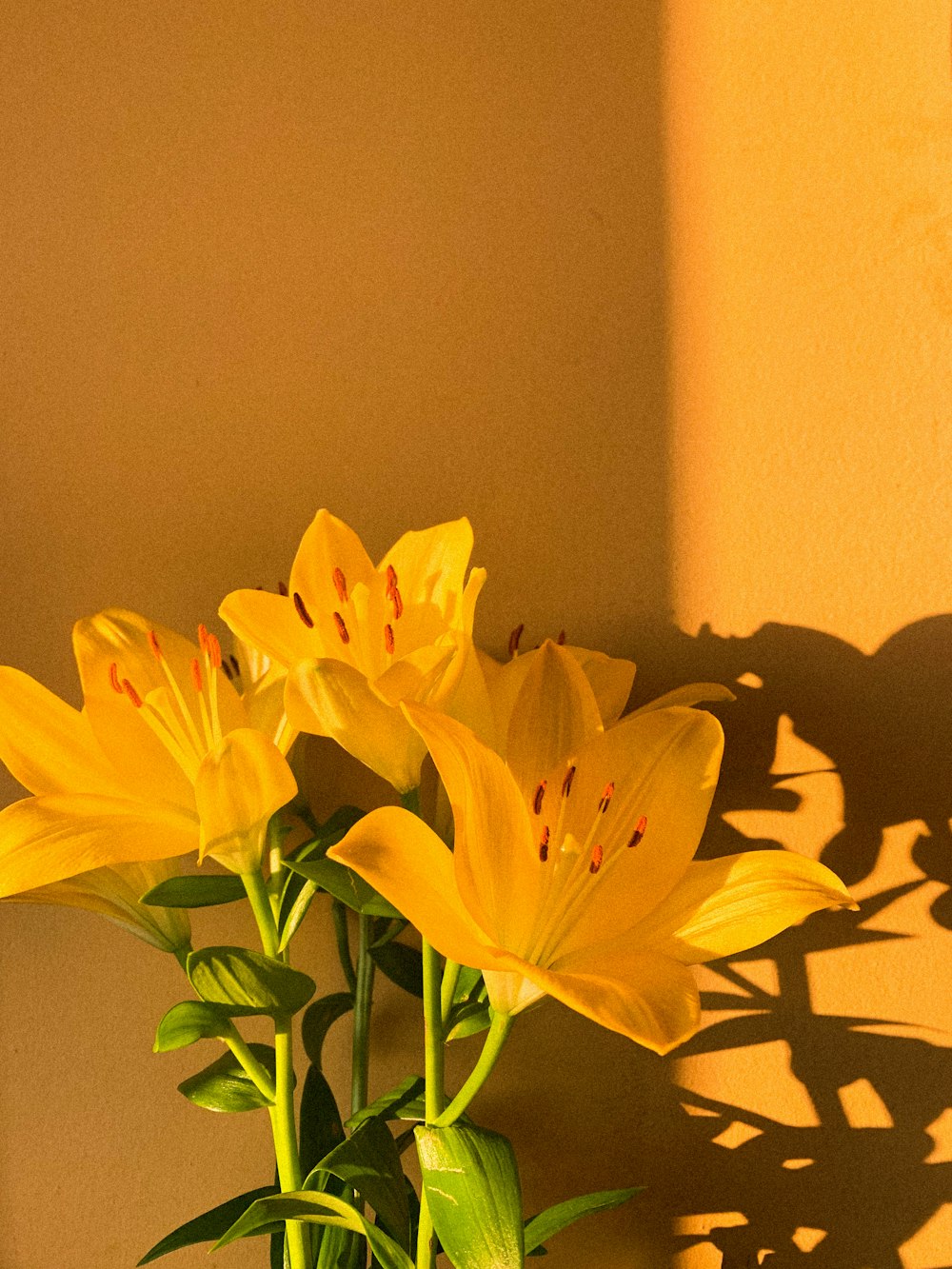 Foto flor amarilla con hojas verdes – Imagen Planta gratis en Unsplash