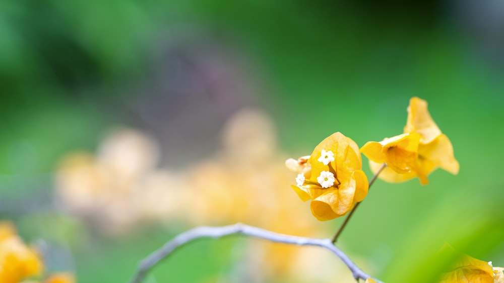 yellow flower in tilt shift lens