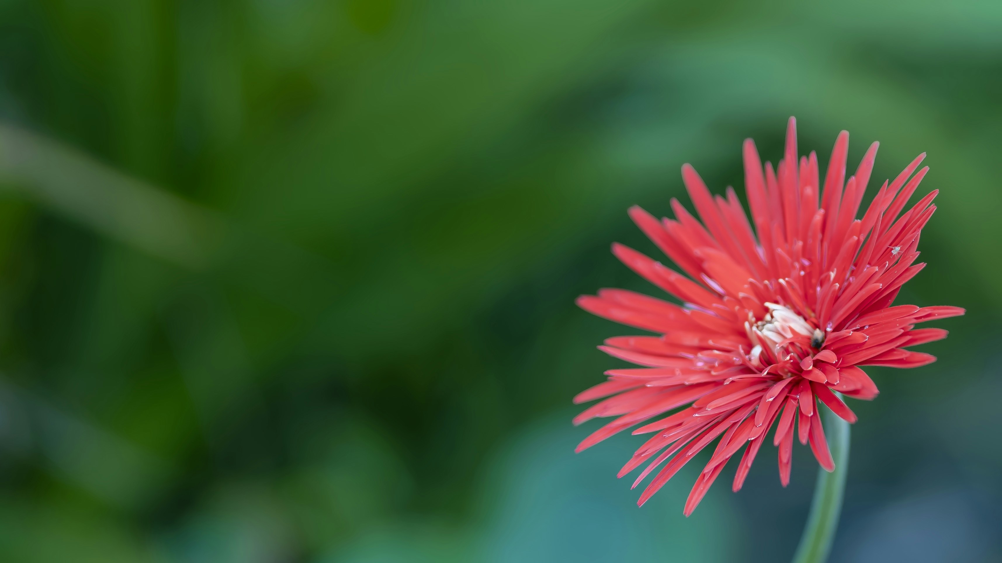 Photo by dimuthumunasinghe