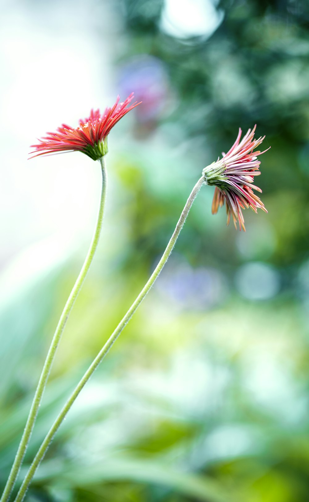 red flower in tilt shift lens