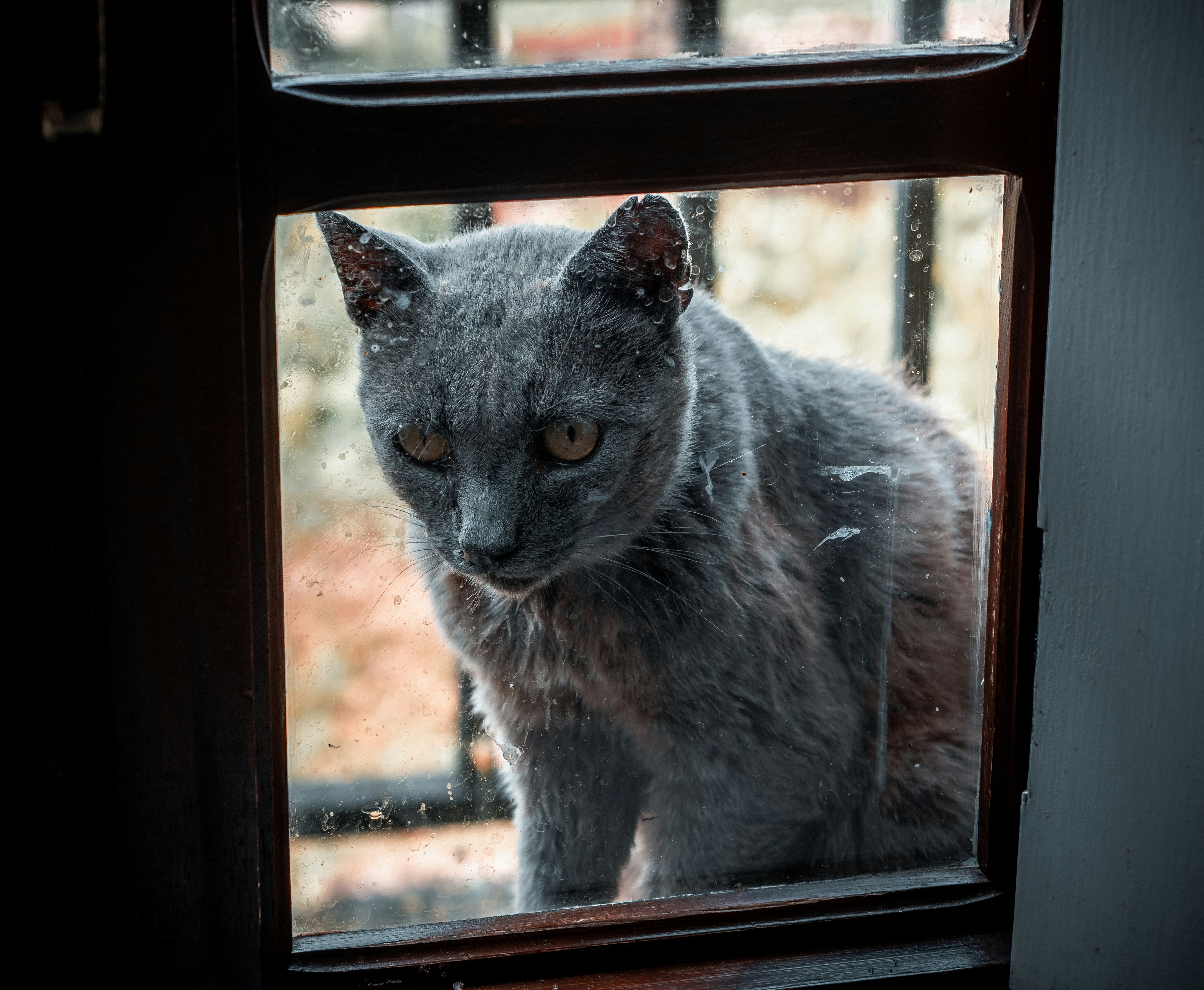 窓際のロシアンブルーの猫の写真 Unsplashで見つけるグレーの無料写真