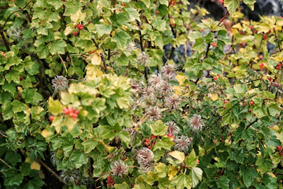 Zestberry plants arranged neatly in a garden, demonstrating moderate stretch and healthy growth.