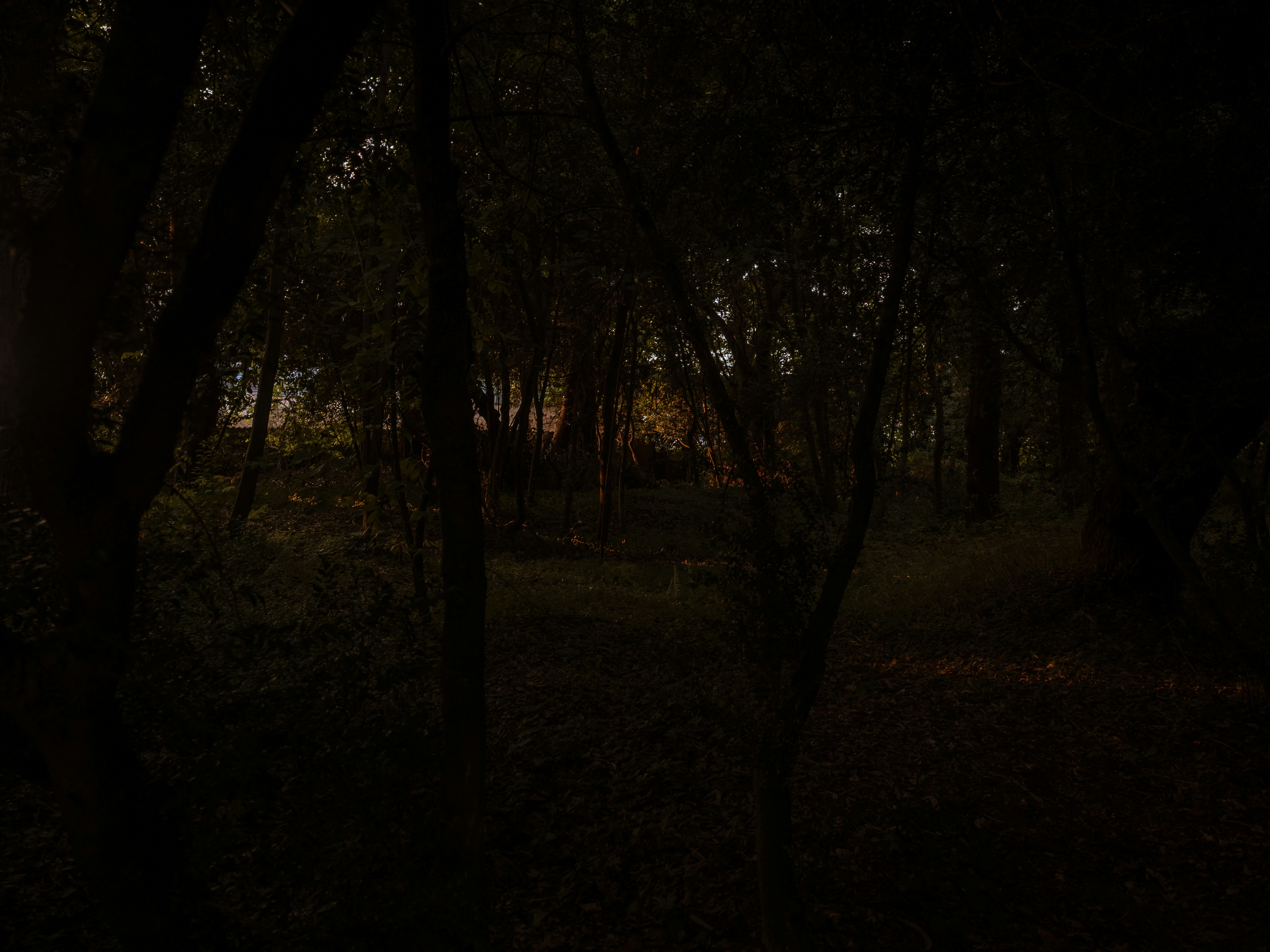 El susurro del bosque