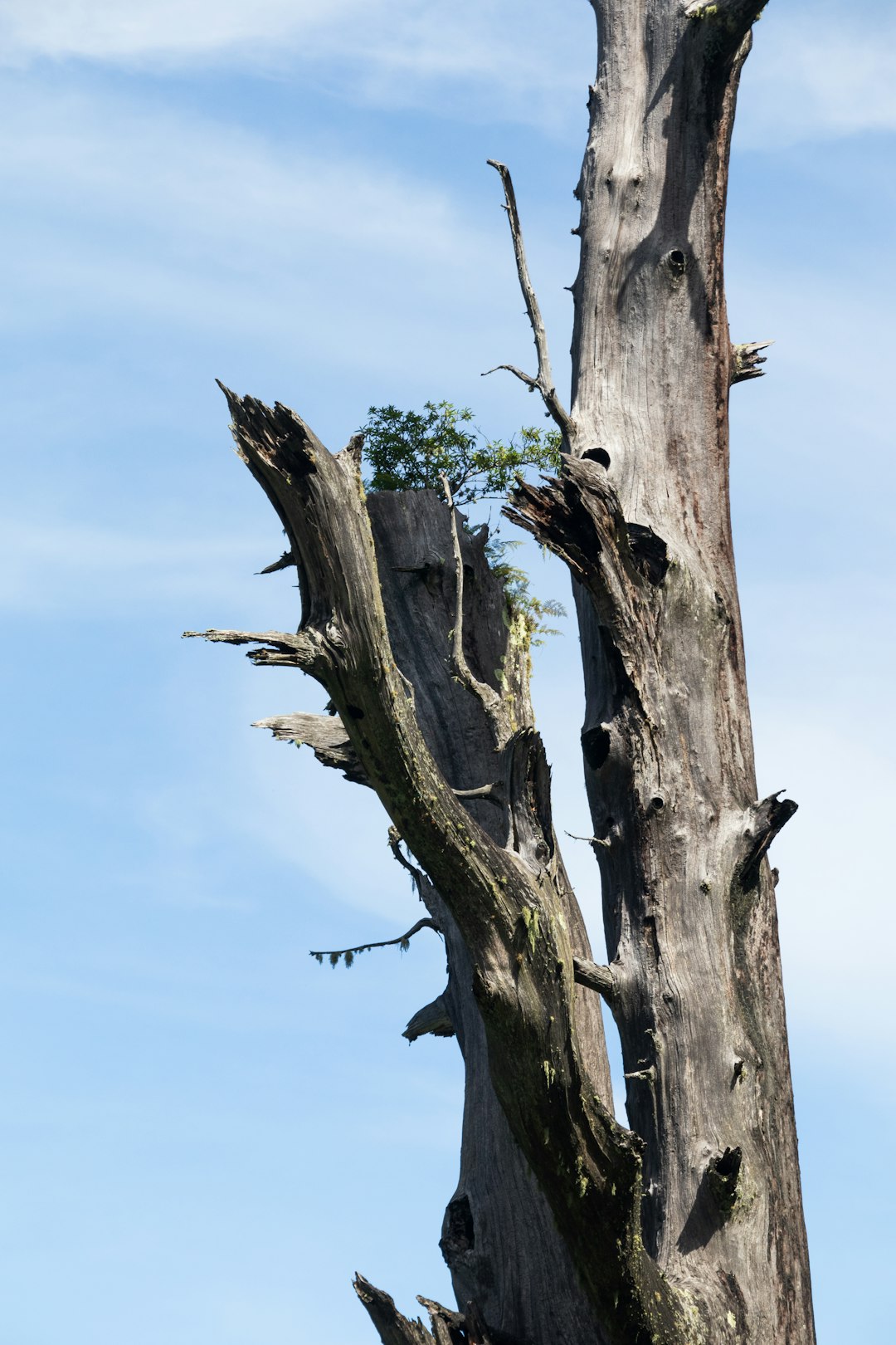 brown tree branch under blue sky during daytime