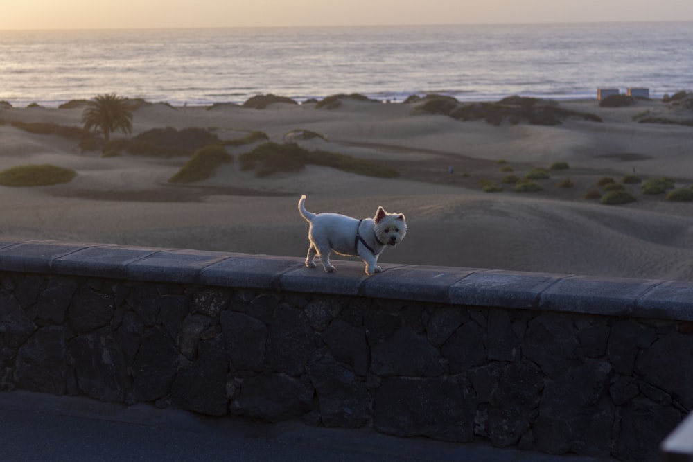 white short coated medium sized dog on beach shore during daytime