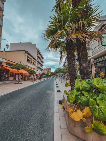 A vibrant street lined with lush African exotic plants and clean, natural green borders under a bright Côte d’Ivoire sky.