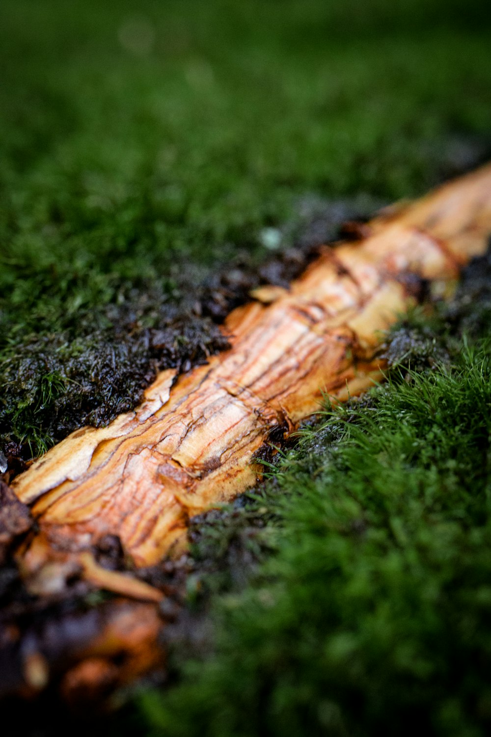 brown wood log on green grass