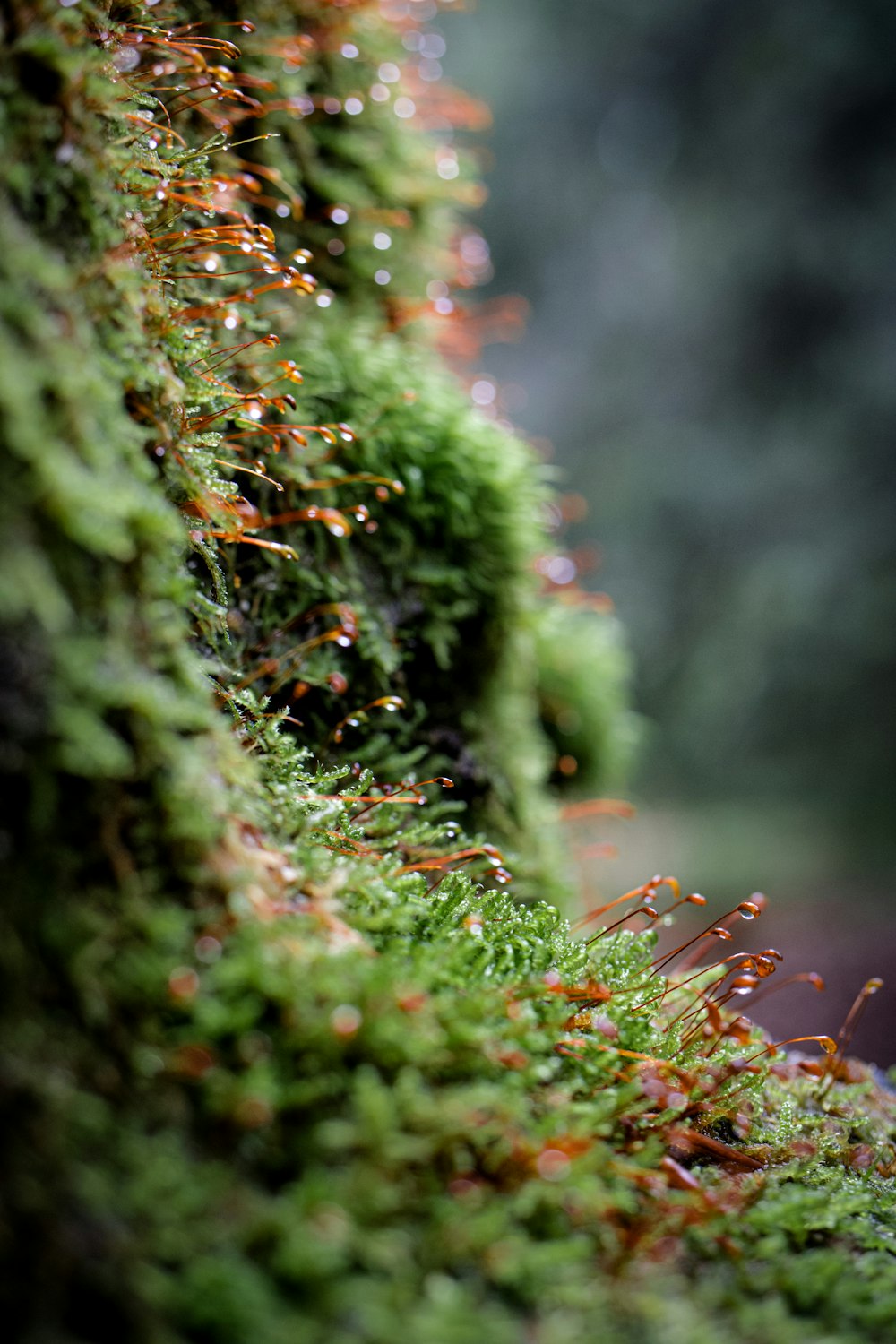 mousse verte sur tronc d’arbre brun