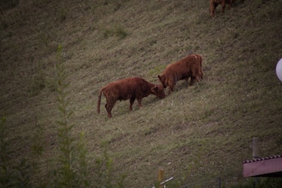 Two brown highland cows graze on a grassy slope, surrounded by a lush, green environment. The scene suggests a calm, pastoral setting with natural elements such as grass and trees.