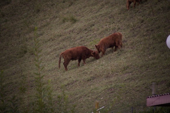 Two brown highland cows graze on a grassy slope, surrounded by a lush, green environment. The scene suggests a calm, pastoral setting with natural elements such as grass and trees.