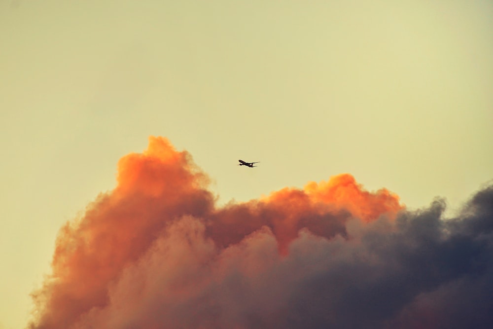 bird flying under orange clouds