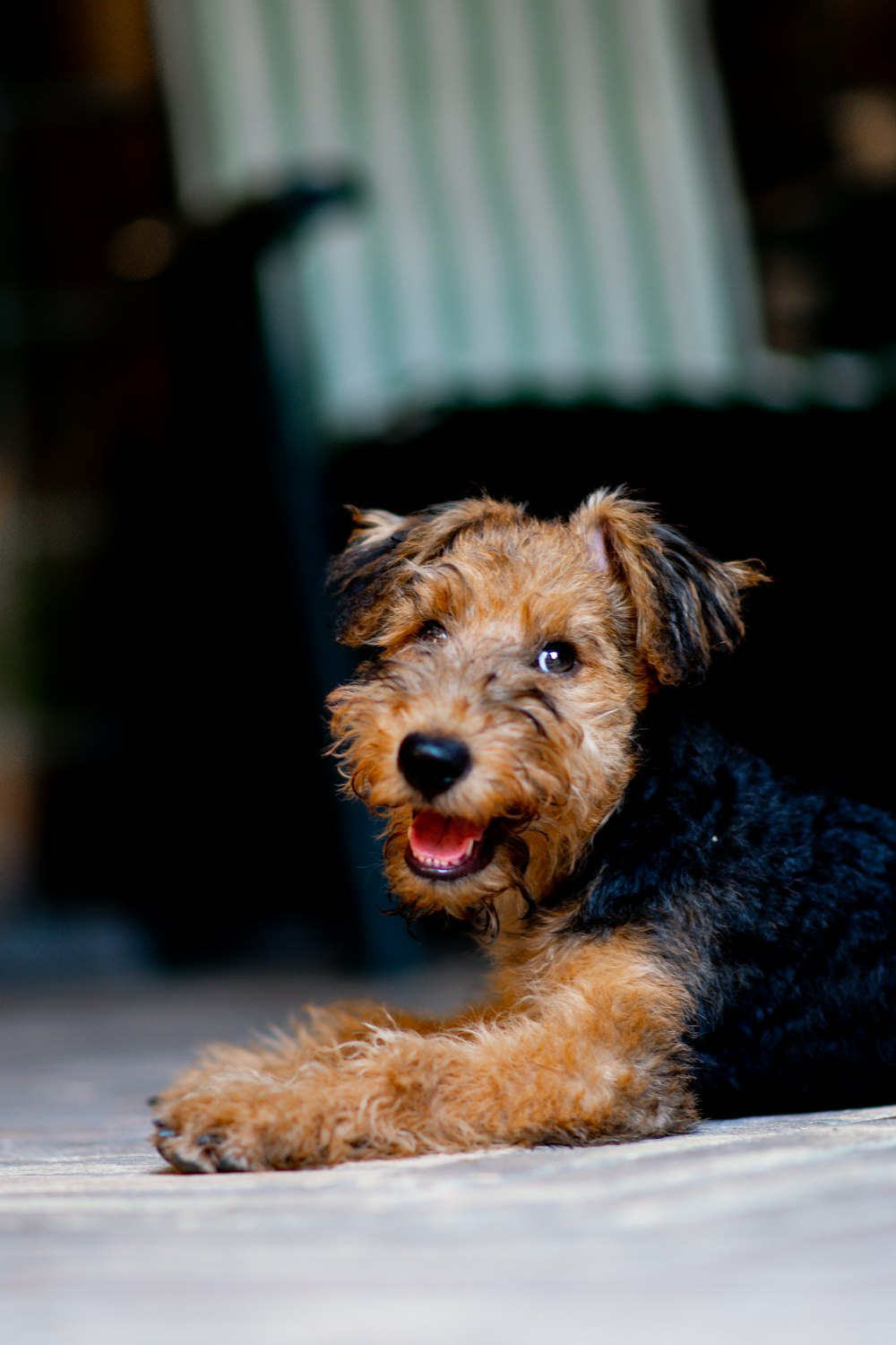 black and tan long coat medium dog