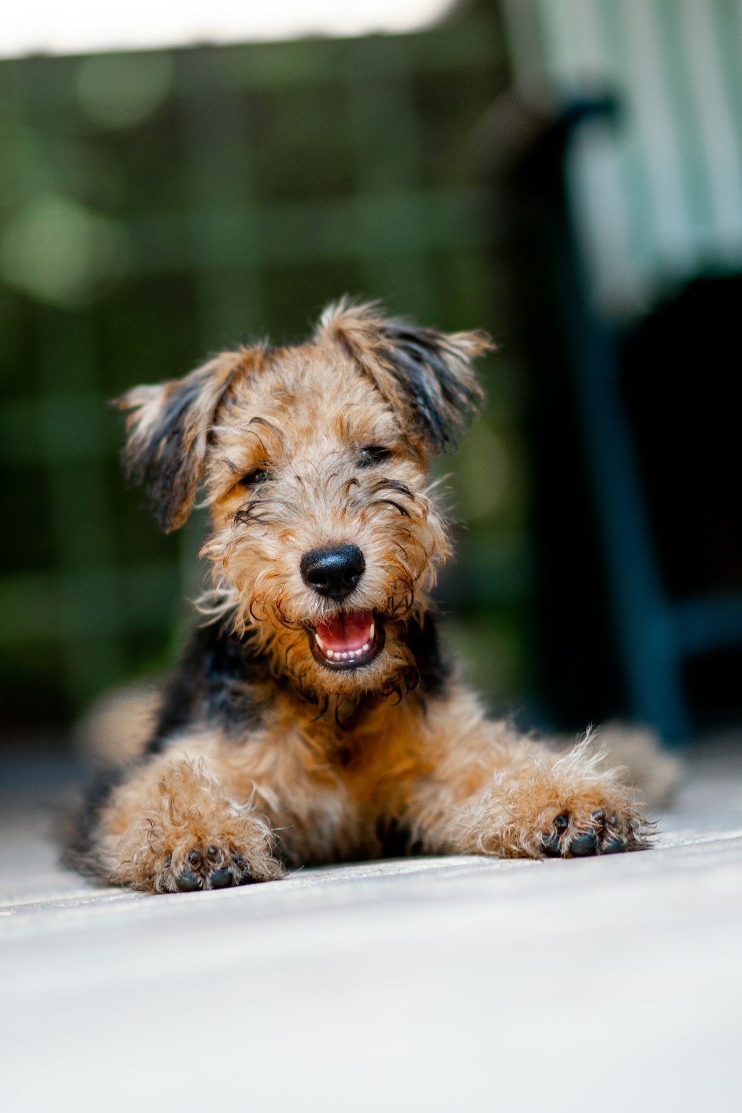 black and tan long coat medium dog