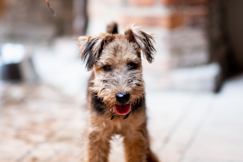 brauner und schwarzer kurzhaariger kleiner Hund