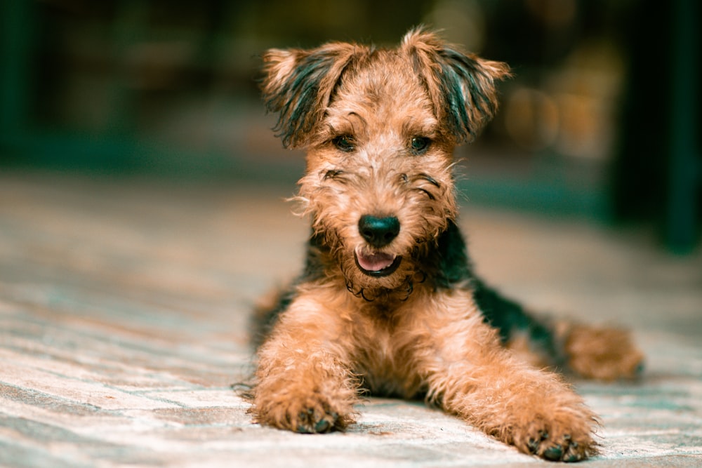 cão marrom e preto de revestimento longo no chão de madeira marrom