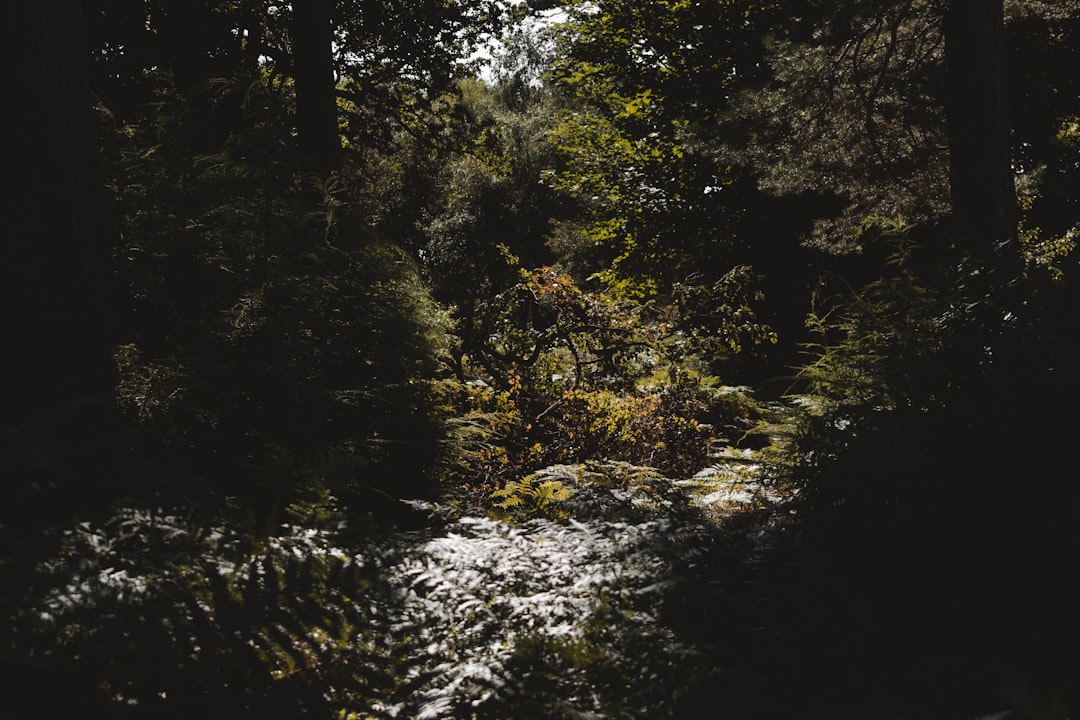 green trees and plants during daytime