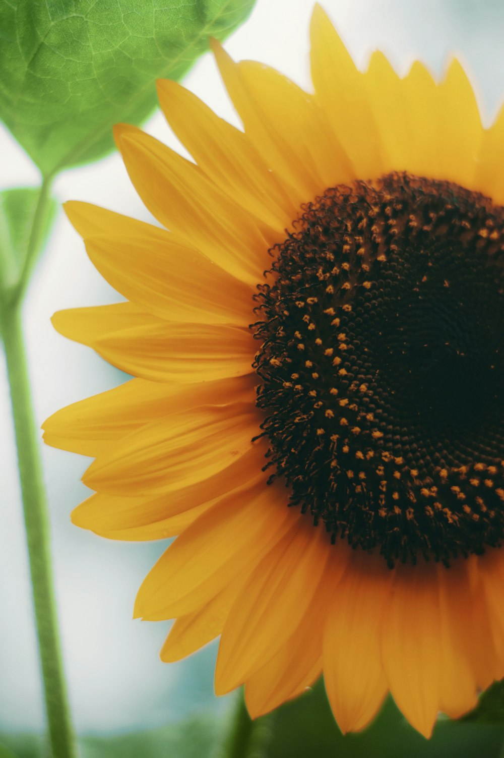 yellow sunflower in close up photography