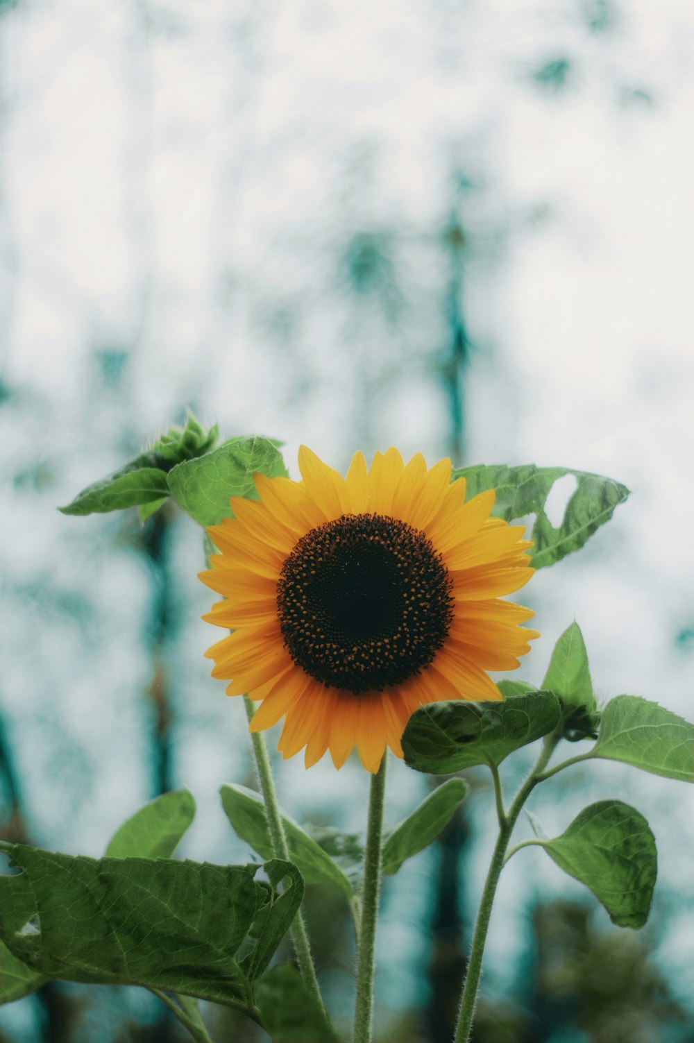 yellow sunflower in tilt shift lens