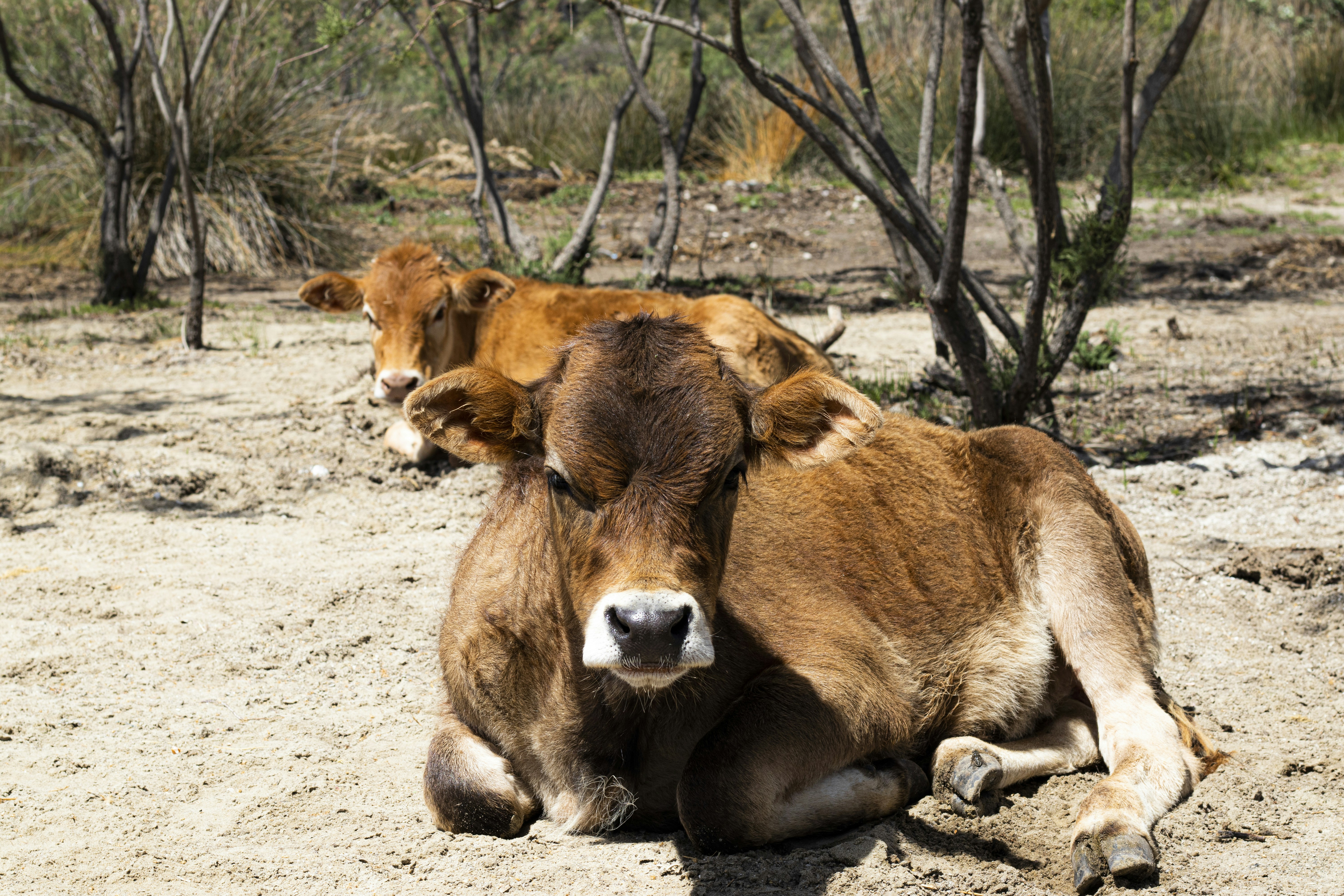 brown cow lying on ground during daytime