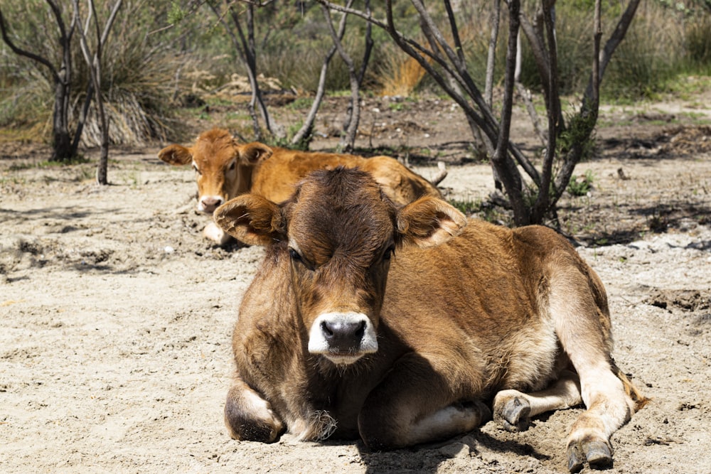 brown cow lying on ground during daytime