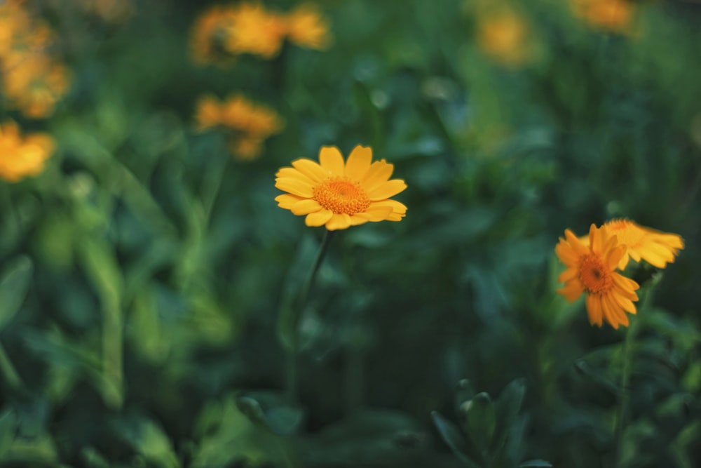 yellow flower in tilt shift lens