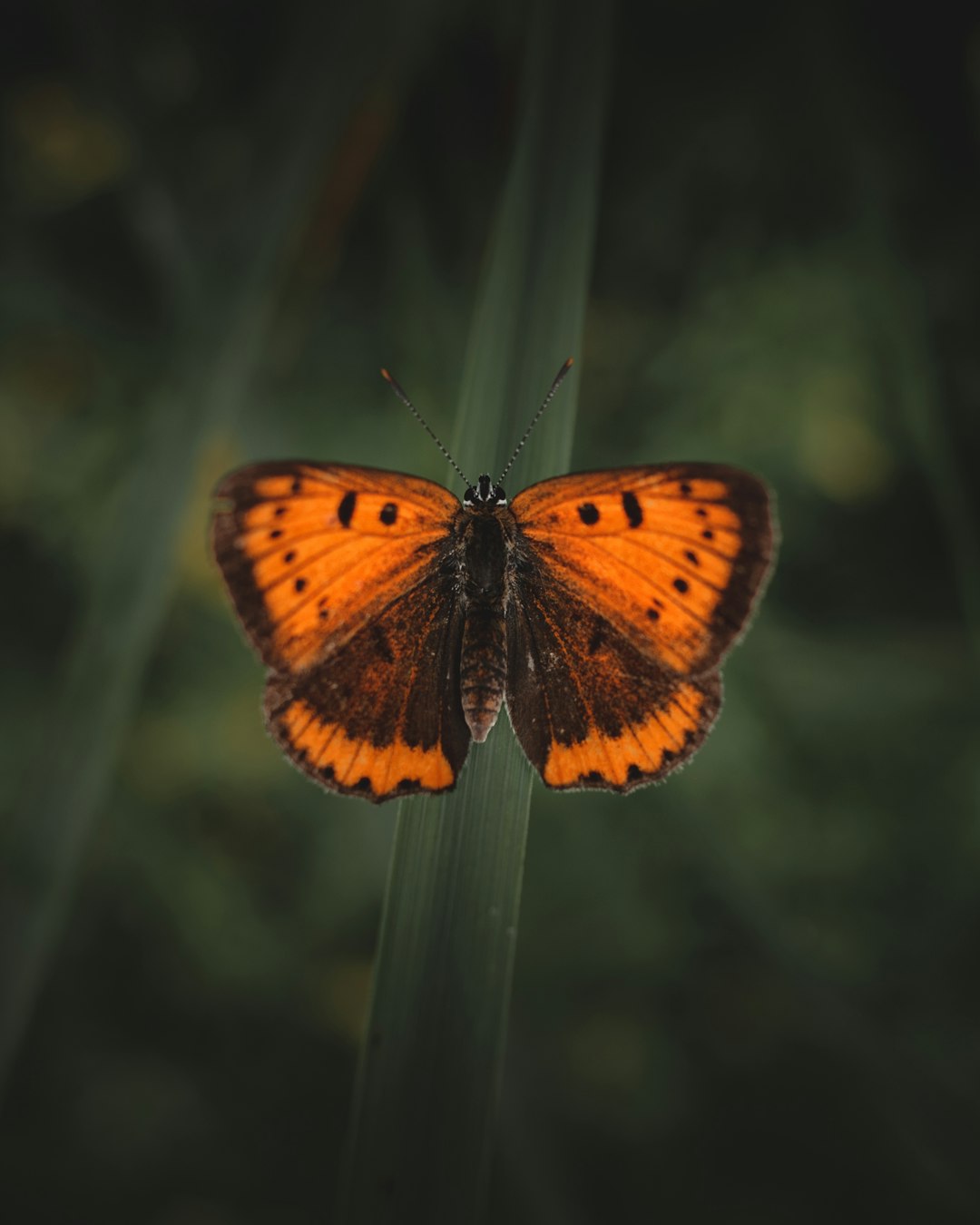 brown and black butterfly on black metal bar