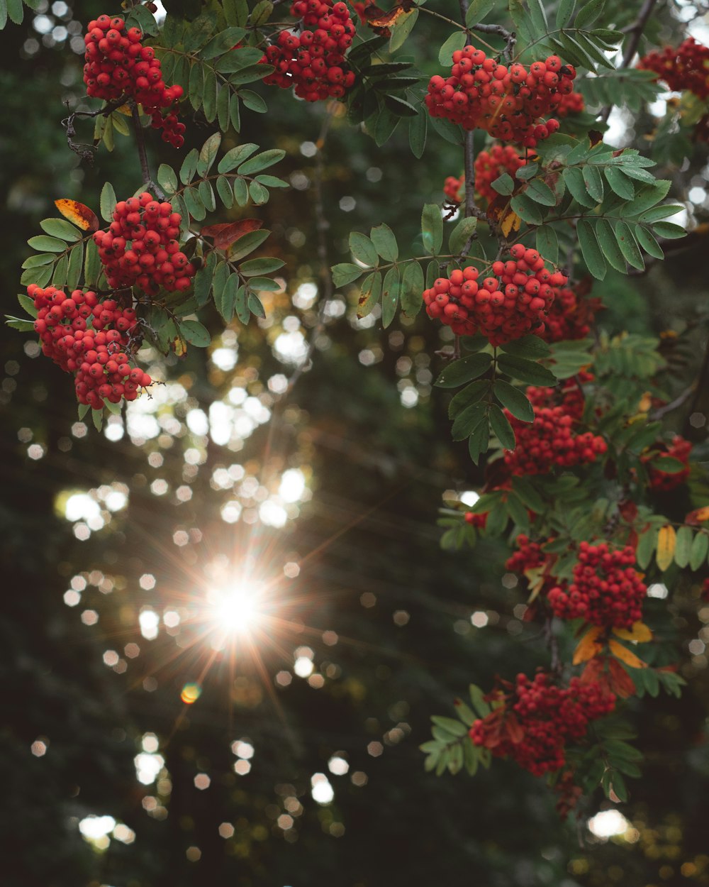 red flowers with green leaves