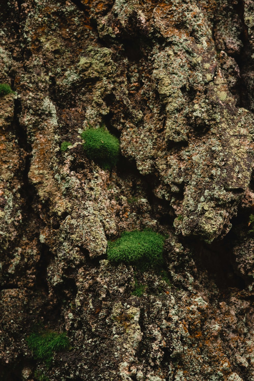 brown and green moss on brown tree trunk