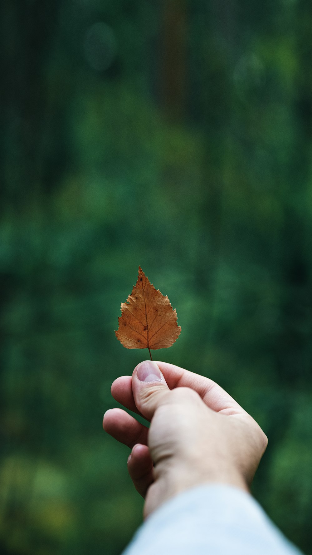 brown dried leaf on persons hand